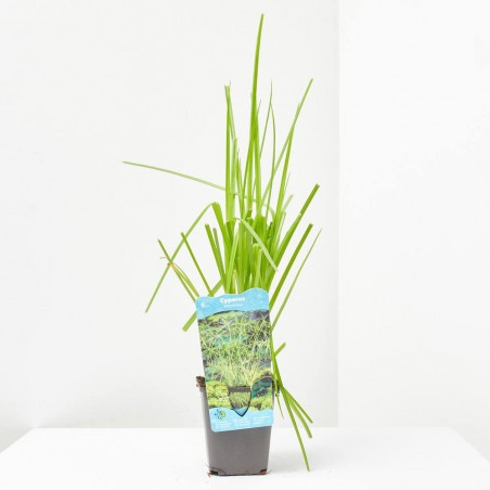 CYPERUS ALTERNIFOLIUS