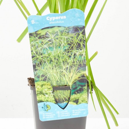 CYPERUS ALTERNIFOLIUS