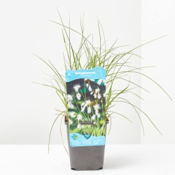 ERIOPHORUM ANGUSTIFOLIUM