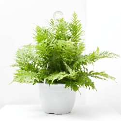 HELECHO VARIEDADES T22 COLGADOR