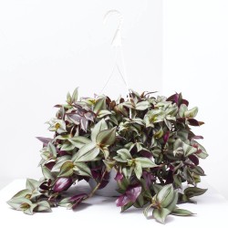 TRADESCANTIA VARIEDADES  T22 COLGADOR