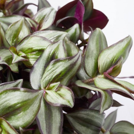 TRADESCANTIA VARIEDADES  T22 COLGADOR