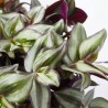 TRADESCANTIA VARIEDADES  T22 COLGADOR