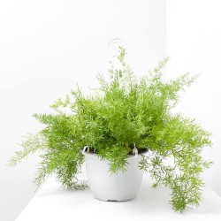 ESPARRAGUERA EXTERIOR T22 COLGADOR