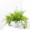 ESPARRAGUERA EXTERIOR T22 COLGADOR
