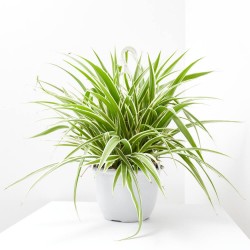 CINTA DE LA ABUELA T22 COLGADOR