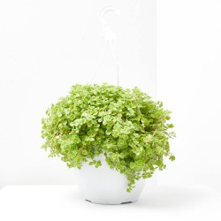 SEDUM T22 COLGADOR