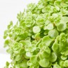 SEDUM T22 COLGADOR