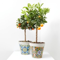 CÍTRICO MACETA SICILIA