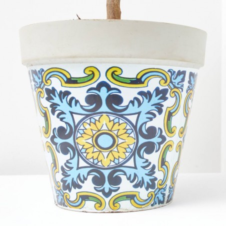 CÍTRICO MACETA SICILIA