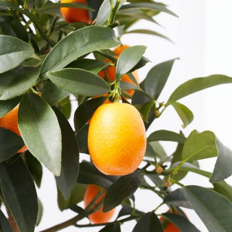 CÍTRICO MACETA SICILIA
