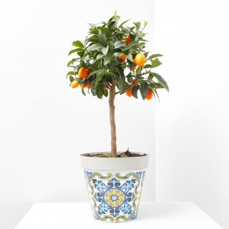 CÍTRICO MACETA SICILIA