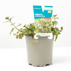 MENTA CHOCOLATE MACETA 11CM VERDECORA