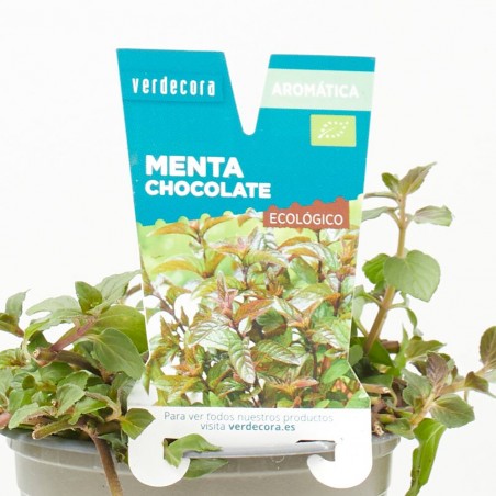 MENTA CHOCOLATE MACETA 11CM VERDECORA