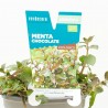 MENTA CHOCOLATE MACETA 11CM VERDECORA