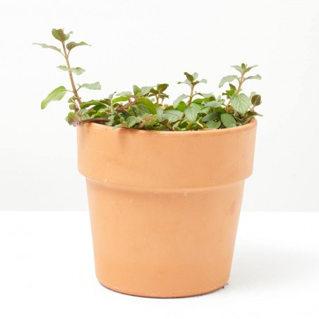 MENTA CHOCOLATE MACETA 11CM VERDECORA