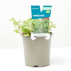 ORÉGANO MACETA 11CM VERDECORA