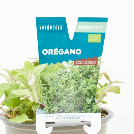 ORÉGANO MACETA 11CM VERDECORA