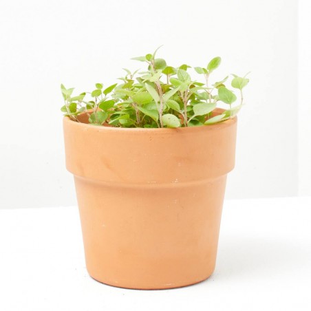 ORÉGANO MACETA 11CM VERDECORA