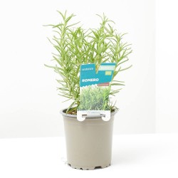 ROMERO MACETA 11CM VERDECORA