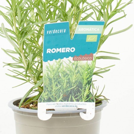 ROMERO MACETA 11CM VERDECORA