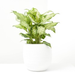 DIEFFEMBACHIA AMY 3L