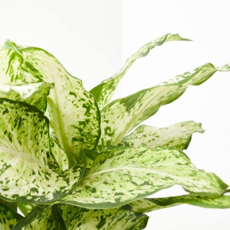 DIEFFEMBACHIA AMY 3L