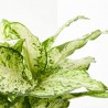 DIEFFEMBACHIA AMY 3L