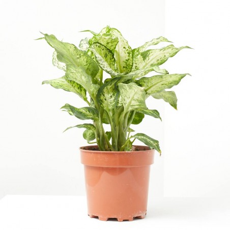 DIEFFEMBACHIA AMY 3L