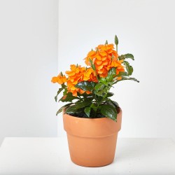 CROSSANDRA MACETA 13CM