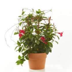 JAZMÍN DE CHILE TREPADOR