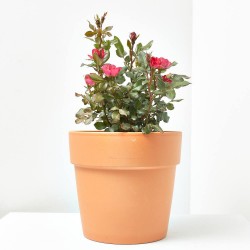 ROSAL ZEPETI MACETA 3L