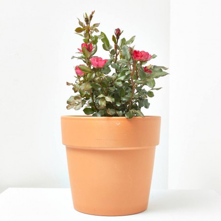 ROSAL ZEPETI MACETA 3L
