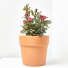 ROSAL ZEPETI MACETA 3L