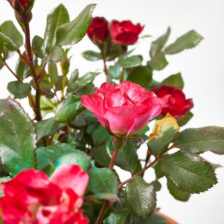 ROSAL ZEPETI MACETA 3L