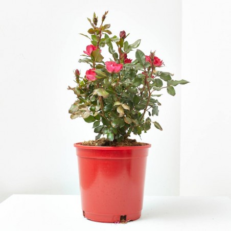 ROSAL ZEPETI MACETA 3L