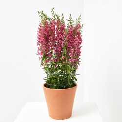 ANGELONIA ANGUSTIFOLIA MACETA 2L