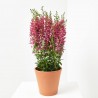 ANGELONIA ANGUSTIFOLIA MACETA 2L