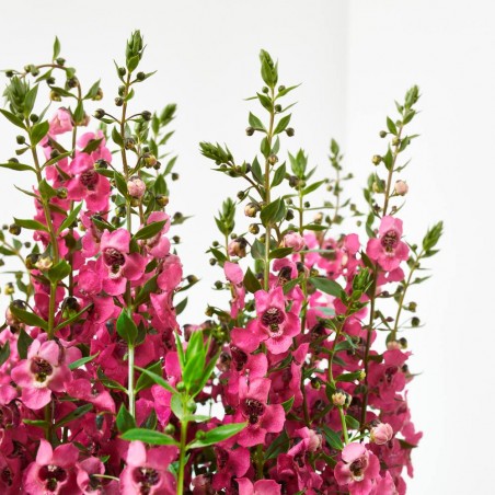 ANGELONIA ANGUSTIFOLIA MACETA 2L