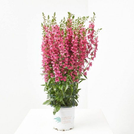ANGELONIA ANGUSTIFOLIA MACETA 2L