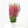 ANGELONIA ANGUSTIFOLIA MACETA 2L