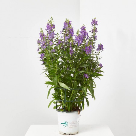 ANGELONIA ANGUSTIFOLIA MACETA 2L