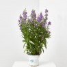ANGELONIA ANGUSTIFOLIA MACETA 2L