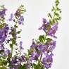 ANGELONIA ANGUSTIFOLIA MACETA 2L