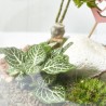TERRARIO NAKAPE D17 H25CM