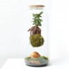 GINSENG KOKEDAMA SUSPENDIDO D23 H50CM