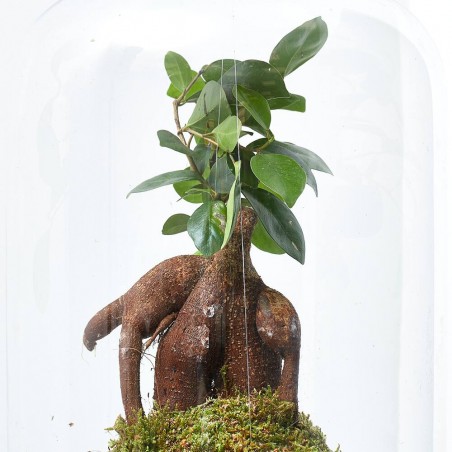 GINSENG KOKEDAMA SUSPENDIDO D23 H50CM