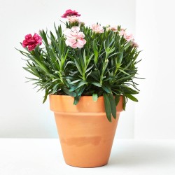 CLAVEL TRICOLOR M-14