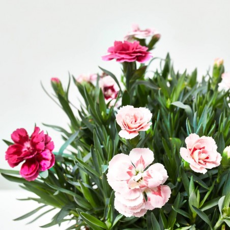 CLAVEL TRICOLOR M-14