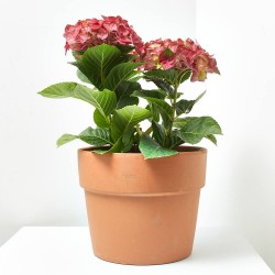 HORTENSIA REMBRANDT 5L